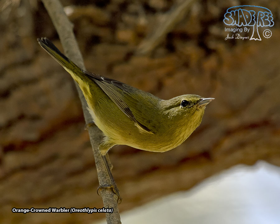 Orange-Crowned Warbler - Leiothlypis celata