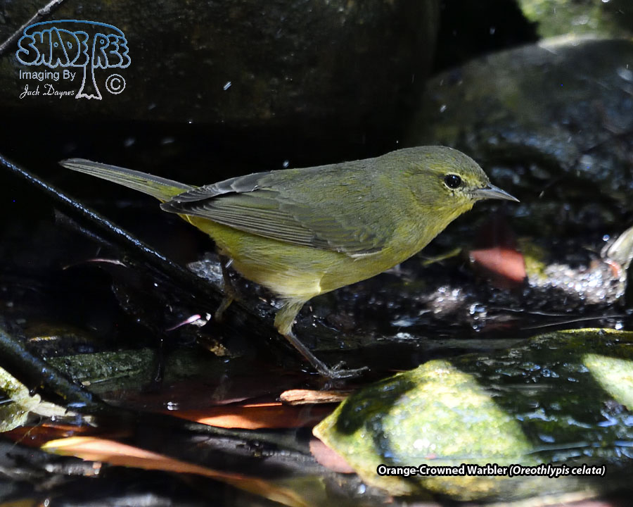 Orange-Crowned Warbler - Leiothlypis celata