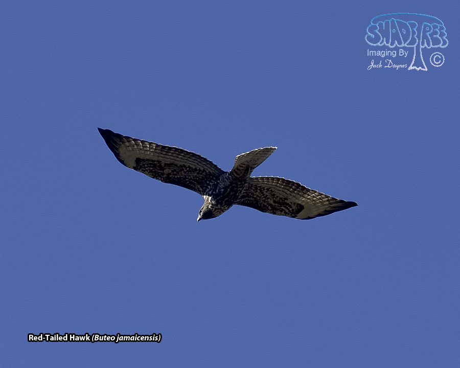 Red-Tailed Hawk - Buteo jamaicensis