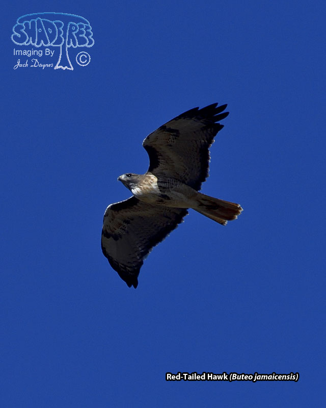 Red-Tailed Hawk - Buteo jamaicensis