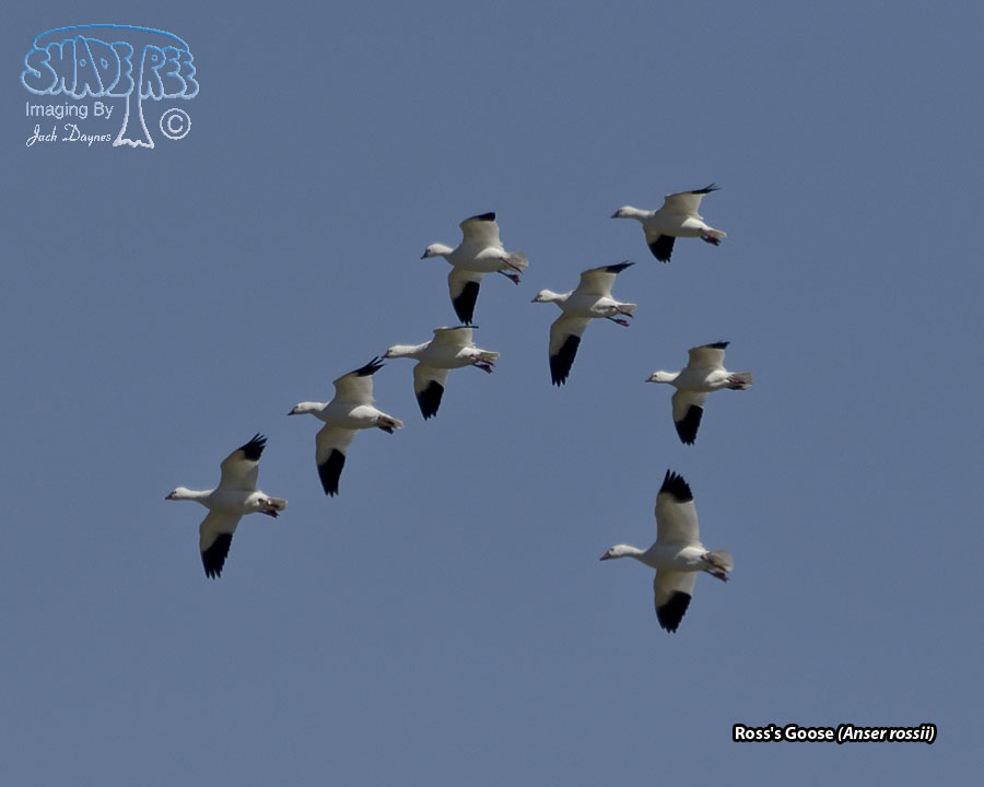 Ross's Goose - Anser rossii