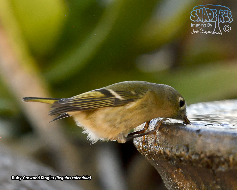 Ruby-Crowned Kinglet - Regulus calendula