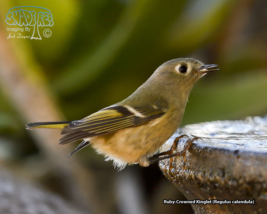 Ruby-Crowned Kinglet - Regulus calendula