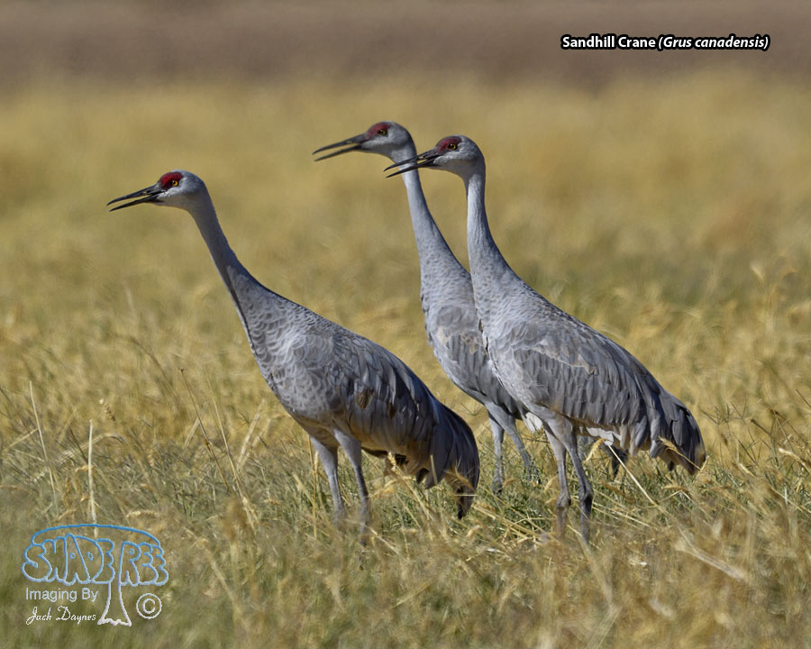 Sandhill Crane - Antigone canadensis