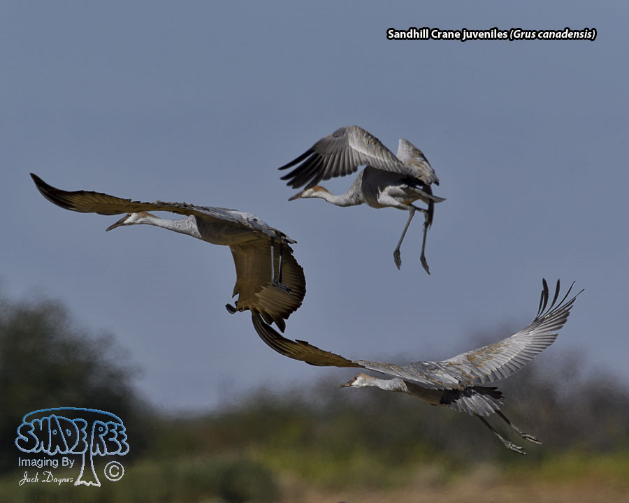 Sandhill Crane - Grus canadensis