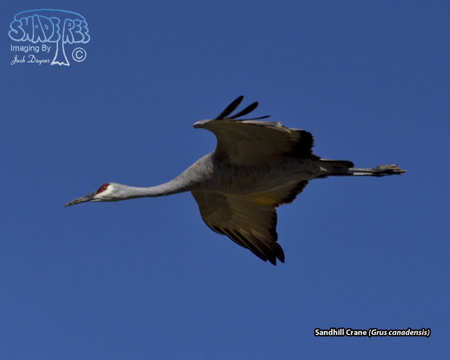 Sandhill Crane - Grus canadensis