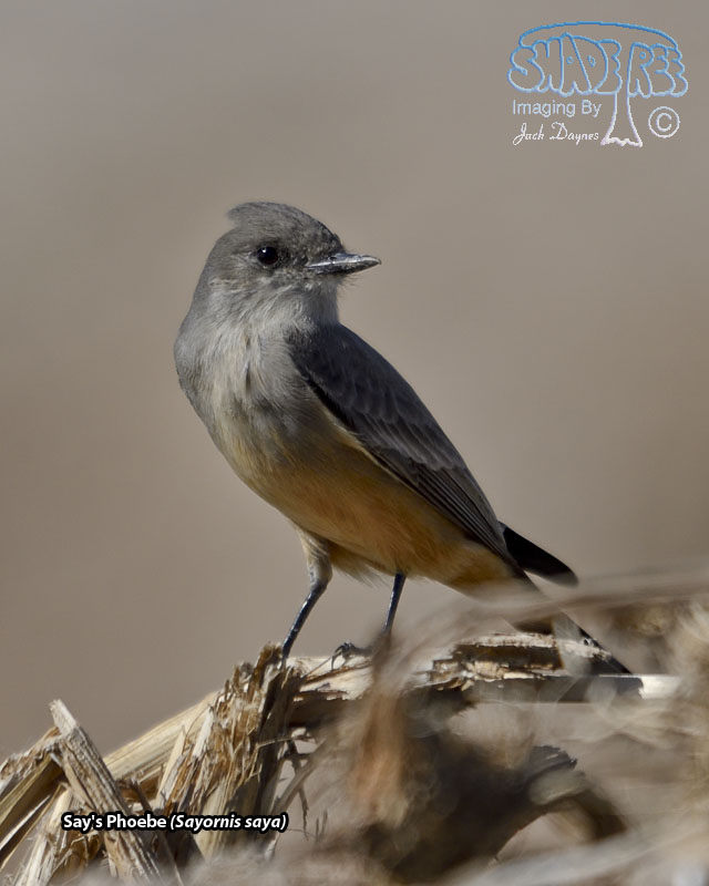 Say's Phoebe - Sayornis saya