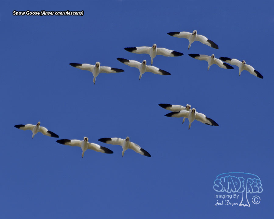 Snow Goose - Anser caerulescens