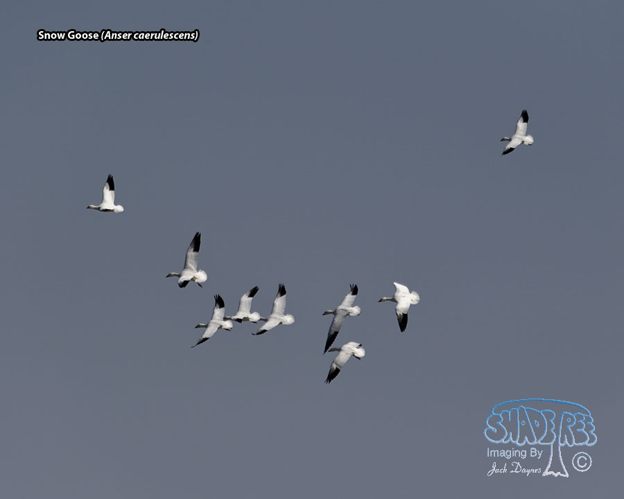 Snow Goose - Anser caerulescens