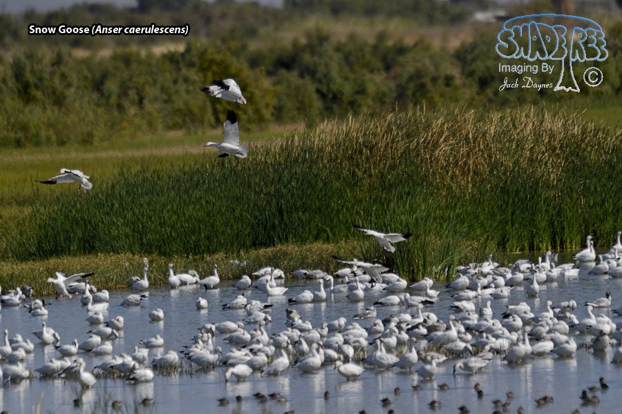 Snow Goose - Anser caerulescens