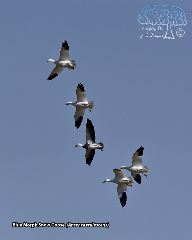 Snow Goose - Anser caerulescens