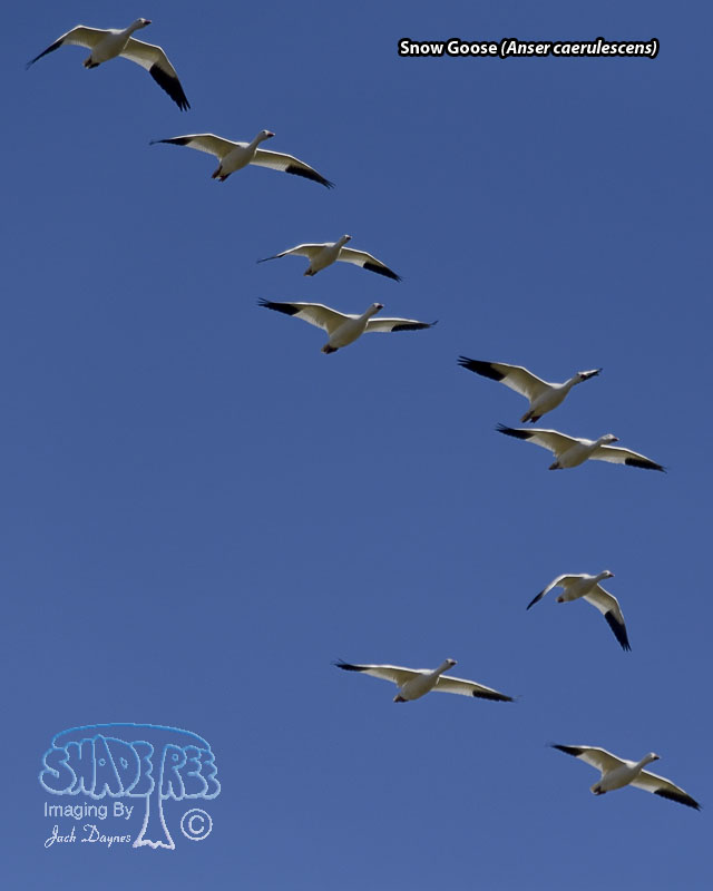 Snow Goose - Anser caerulescens