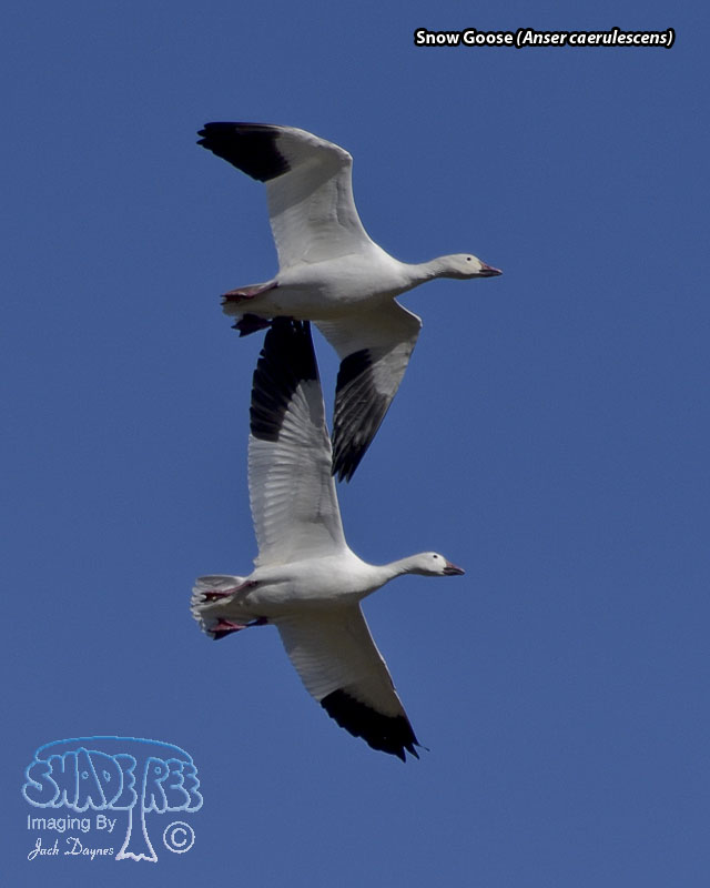 Snow Goose - Anser caerulescens