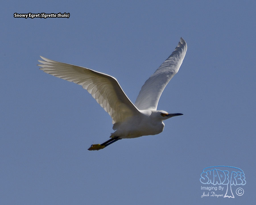 Snowy Egret - Egretta thula