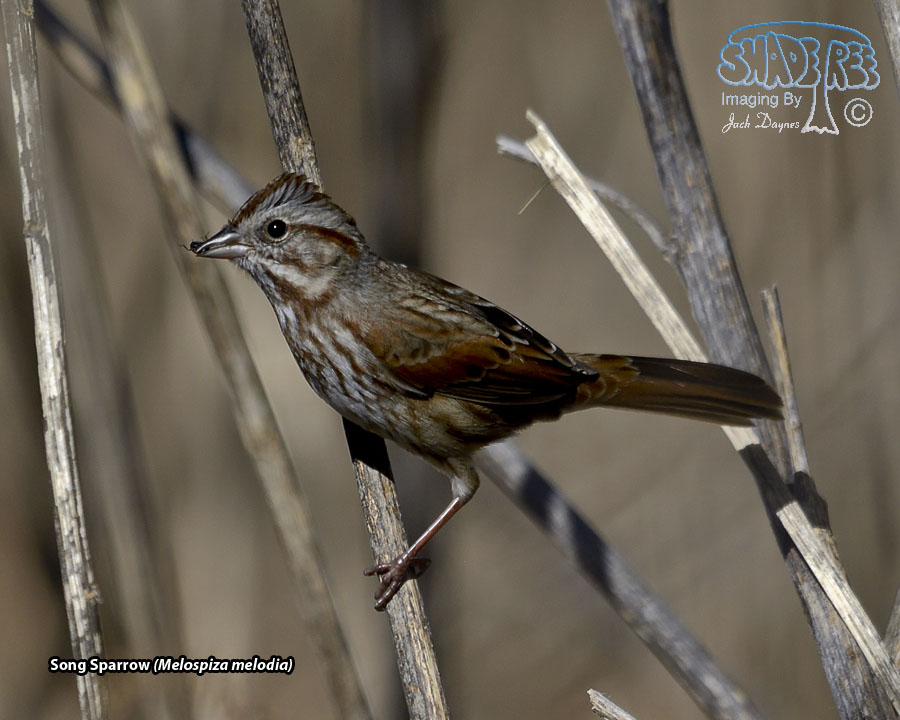 Song Sparrow - Melospiza melodia