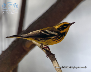 Memories of the Bird and Butterfly Gardens