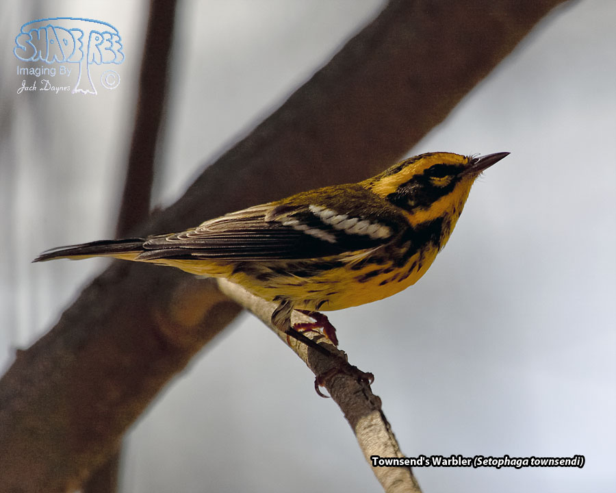 Townsend's Warbler - Setophaga townsendi