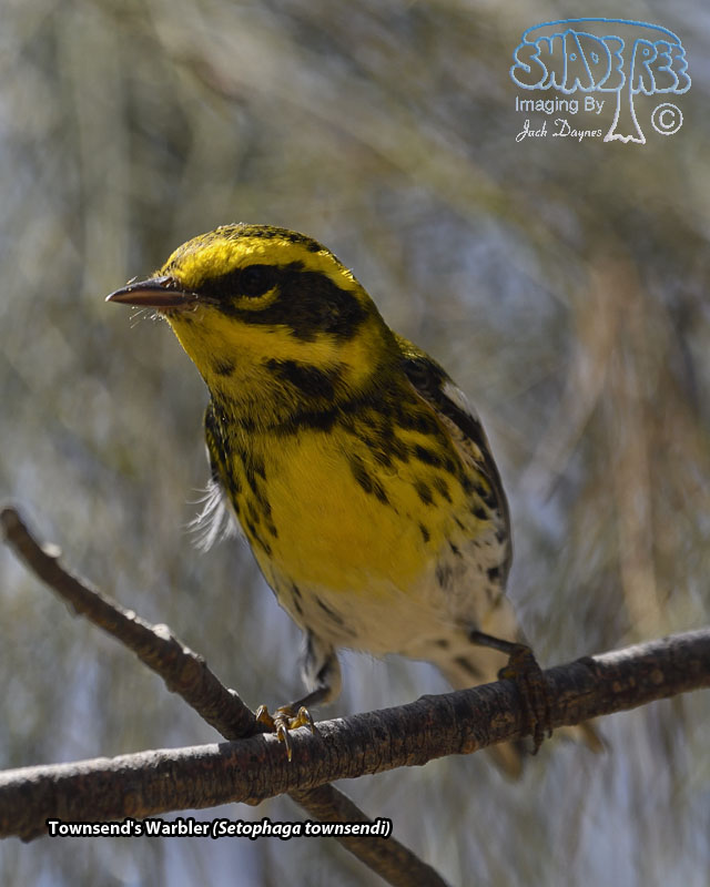Townsend's Warbler - Setophaga townsendi