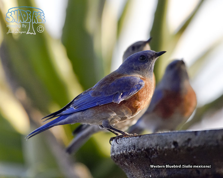Western Bluebird - Sialia mexicana