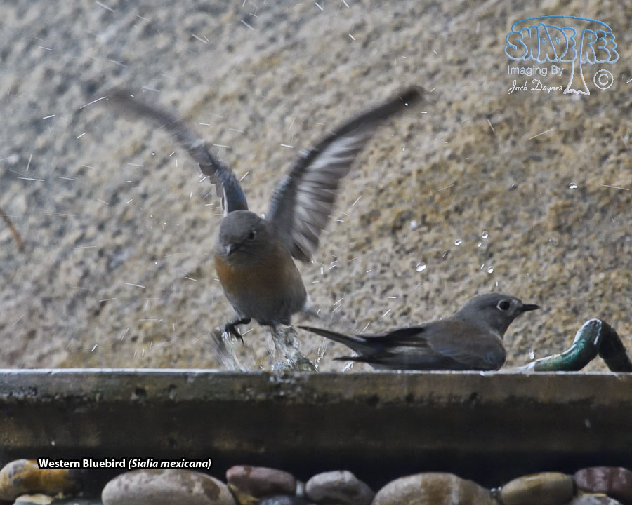 Western Bluebird - Sialia mexicana
