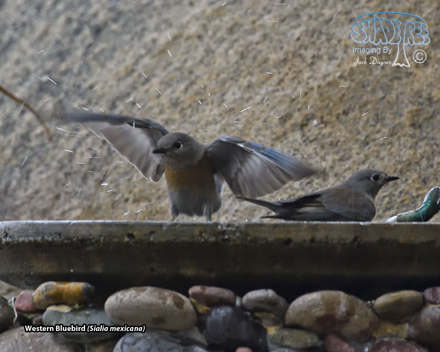 Western Bluebird - Sialia mexicana