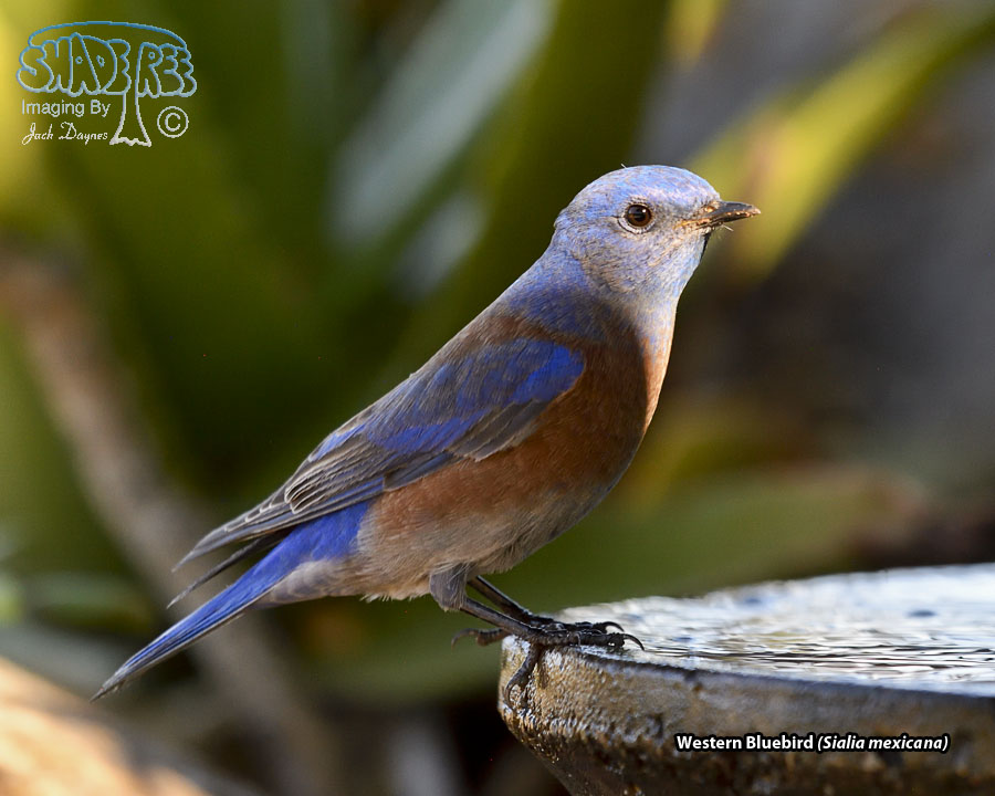 Western Bluebird - Sialia mexicana