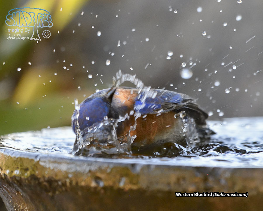 Western Bluebird - Sialia mexicana