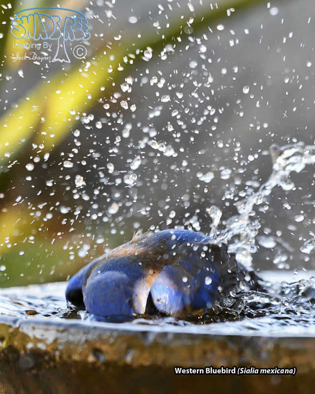 Western Bluebird - Sialia mexicana