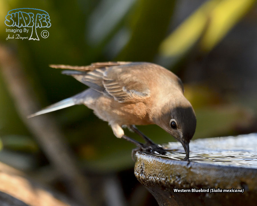 Western Bluebird - Sialia mexicana