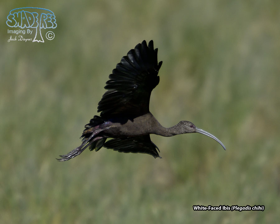 White-Faced Ibis - Plegadis chihi