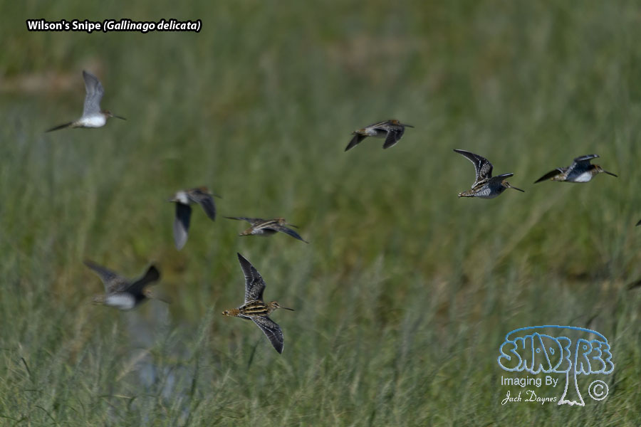 Wilson's Snipe - Gallinago delicata