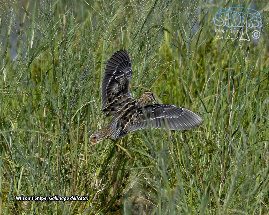 Wilson's Snipe - Gallinago delicata