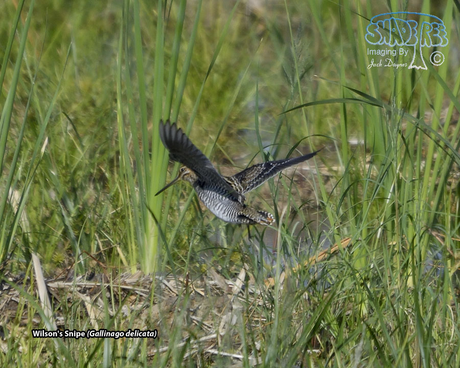 Wilson's Snipe - Gallinago delicata