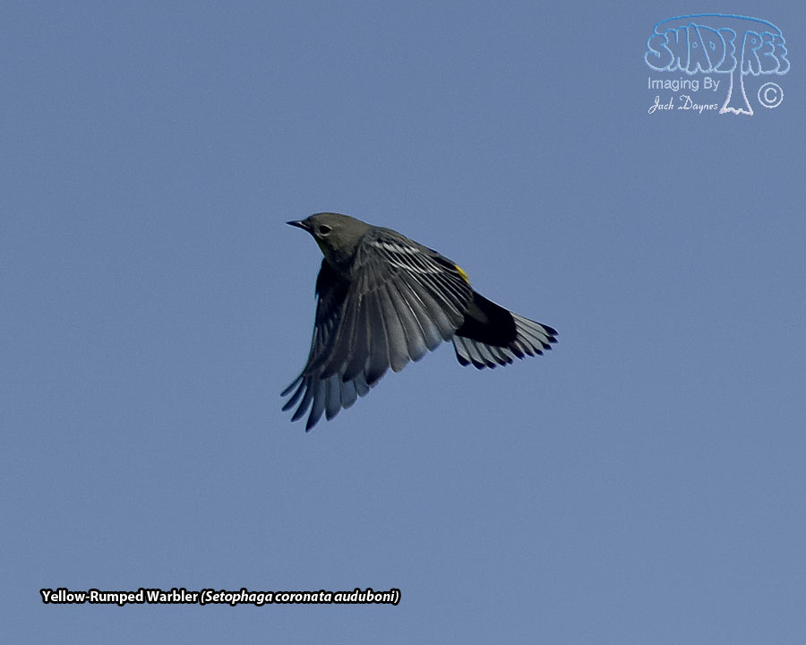 Yellow-Rumped Warbler - Setophaga coronata auduboni