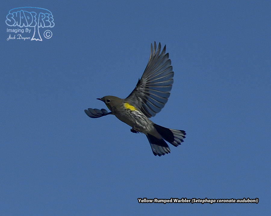 Yellow-Rumped Warbler - Setophaga coronata auduboni