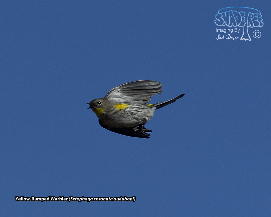 Yellow-Rumped Warbler - Setophaga coronata auduboni