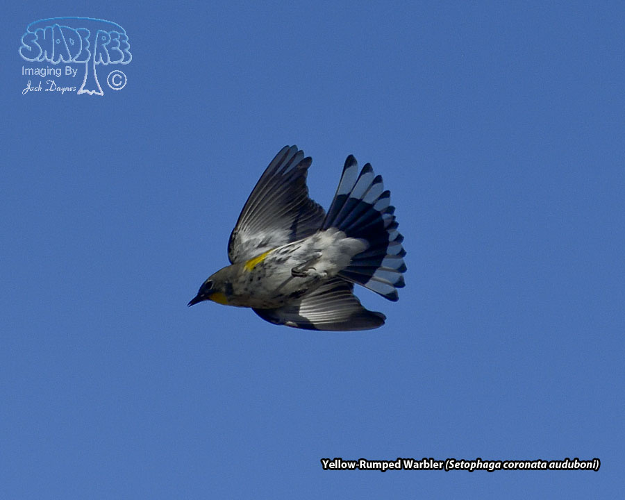 Yellow-Rumped Warbler - Setophaga coronata auduboni