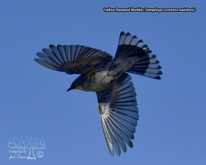 2019-11-22~24 Late November Yard-birds
