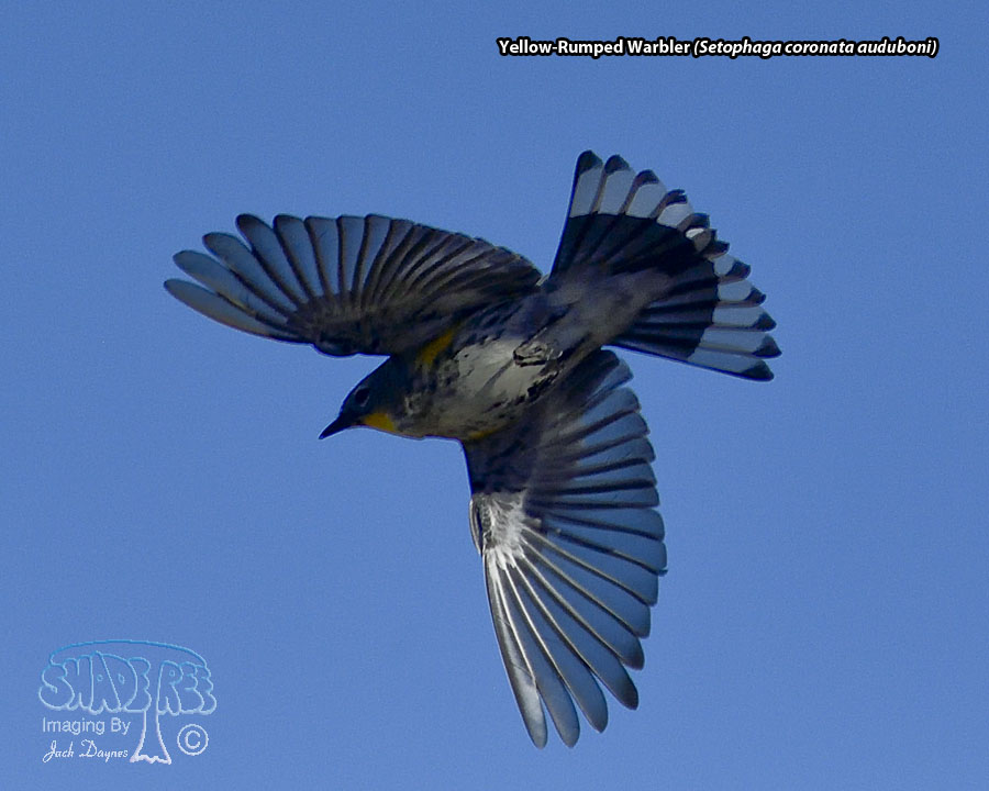 Yellow-Rumped Warbler - Setophaga coronata auduboni