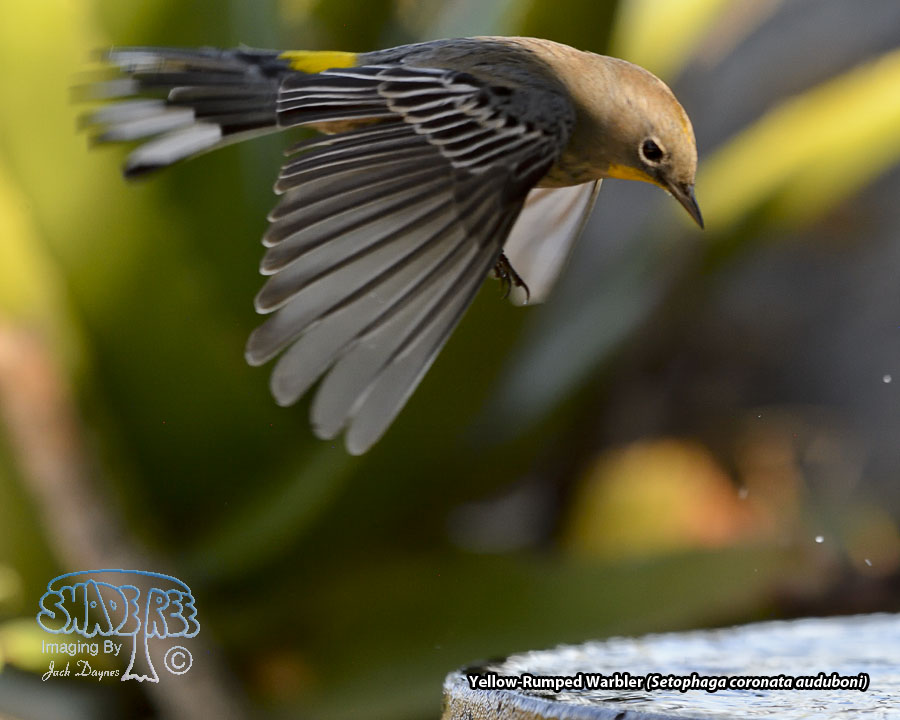 Yellow-Rumped Warbler - Setophaga coronata auduboni