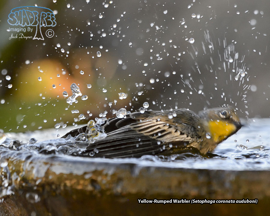 Yellow-Rumped Warbler - Setophaga coronata auduboni