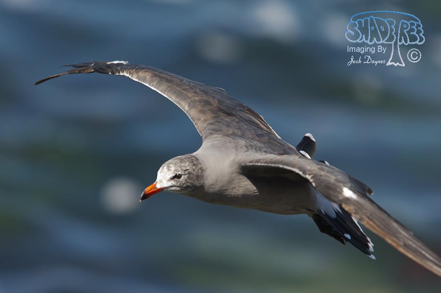 Heermann's Gull - Larus heermanni