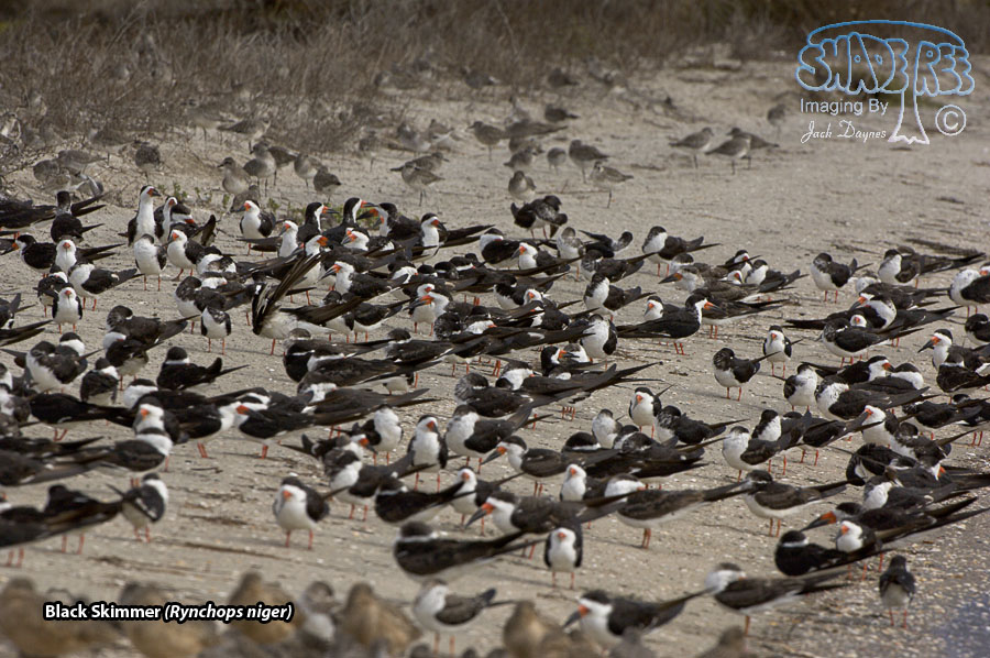 Black Skimmer - Rynchops niger