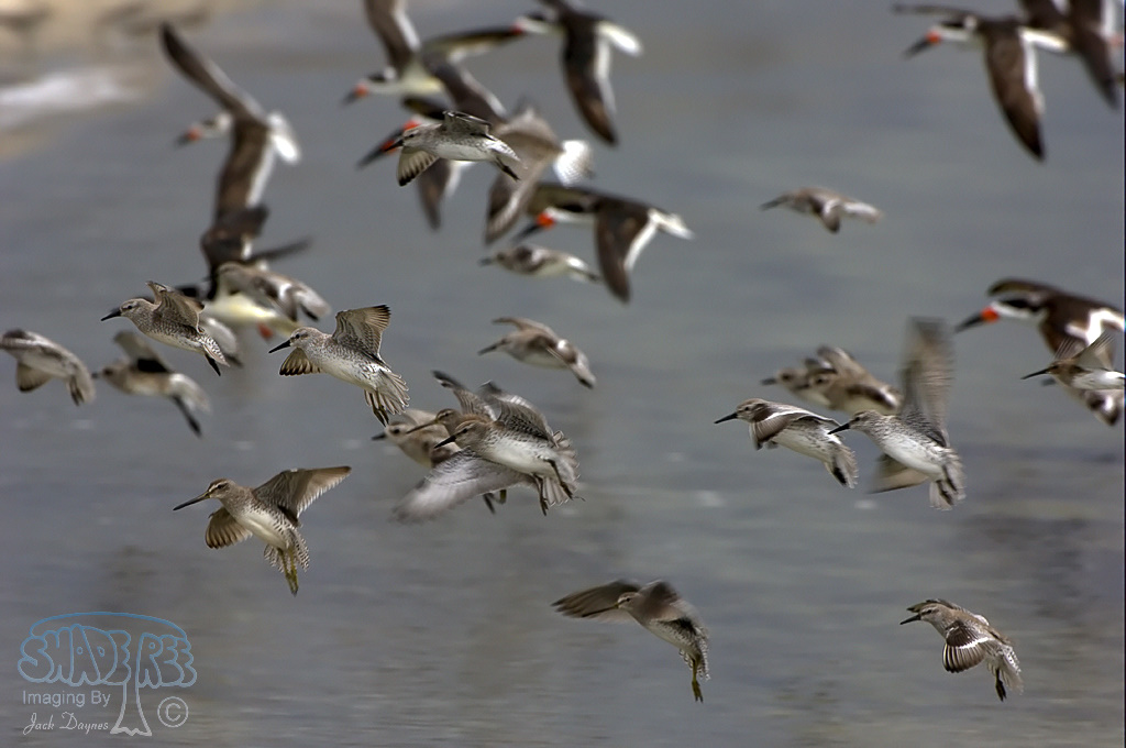 Red Knot - Calidris canutus