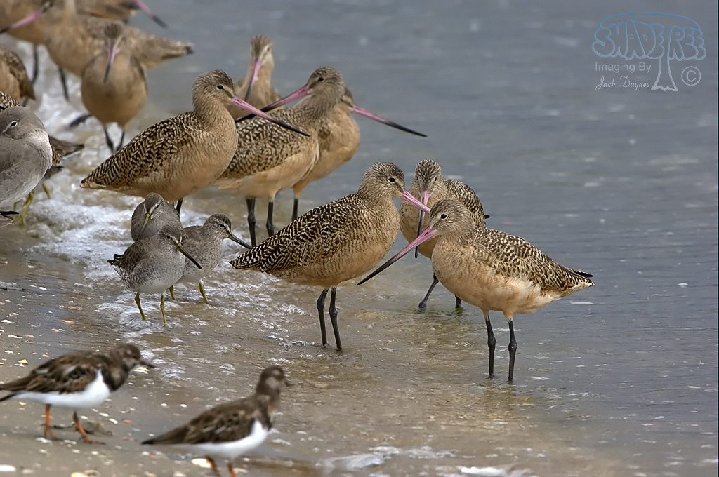 Marbled Godwit - Limosa fedoa