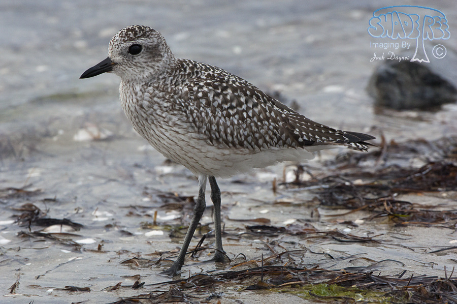 Black-Bellied Plover - Pluvialis squatarola