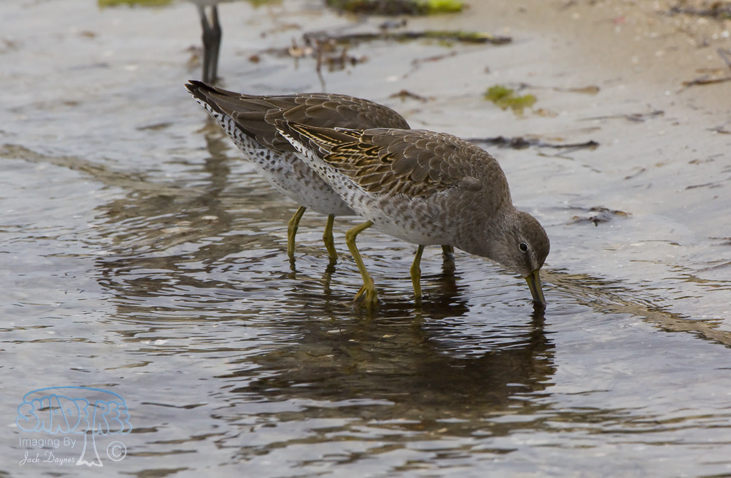Short-Billed Dowitcher - Limnodromus griseus