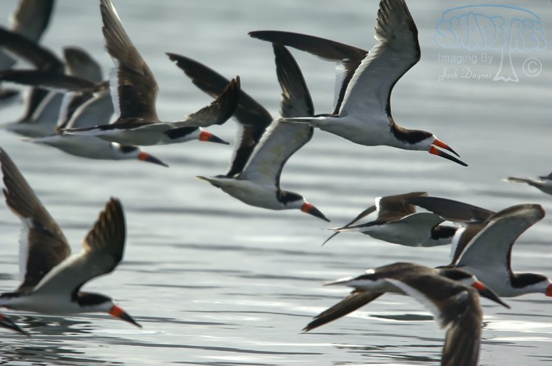 Black Skimmer - Rynchops niger