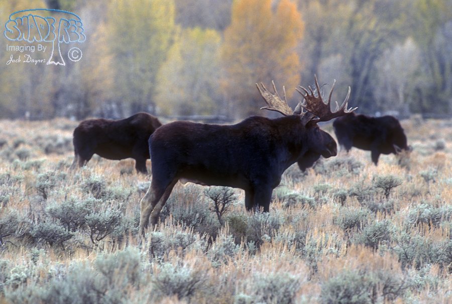 Moose - Alces alces