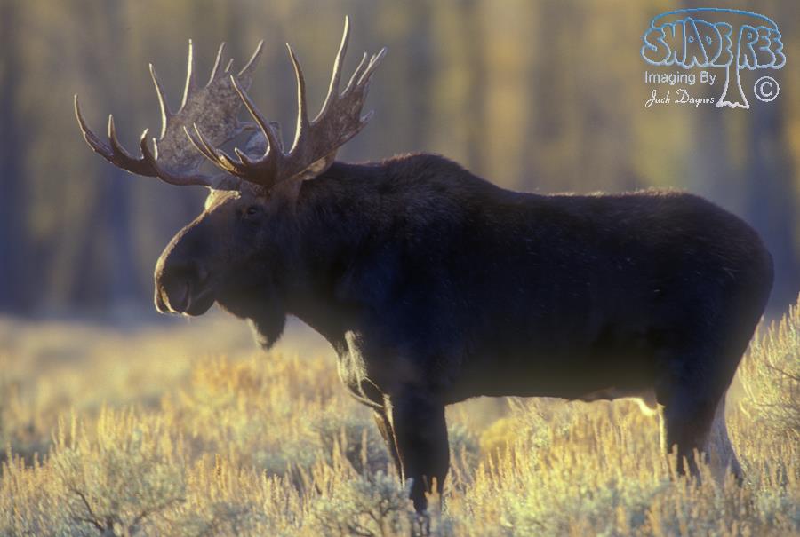 Moose - Alces alces